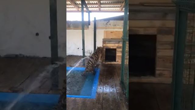 Сенсация!!! Мы на первой ступени к релаксу😂🐯❤👍 Видео от Оксаночки😍👍 смотреть онлайн