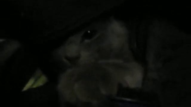 Гнездо кота Толяна смотреть онлайн