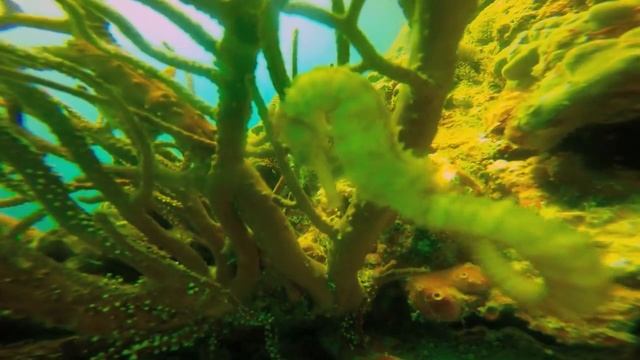 Sea horse Koh Haa Yai Thailand смотреть онлайн