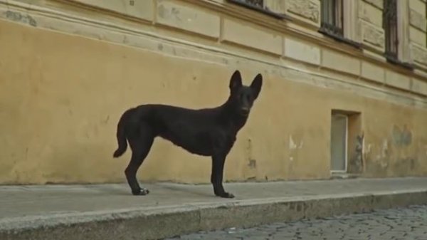 1 ЧАС СКИБИДИ - ПЕС ТАНЦУЕТ