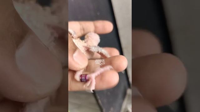 Lovebird Bronze Fallow Fischeri Pastel blue смотреть онлайн