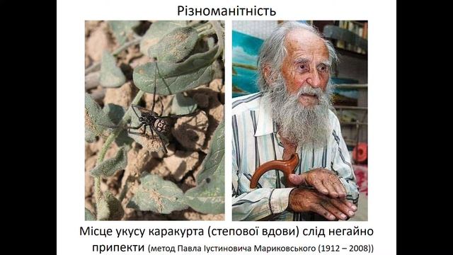 7 клас 9 Павукоподібні смотреть онлайн