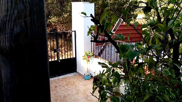 Коты впервые видят черепаху) смотреть онлайн