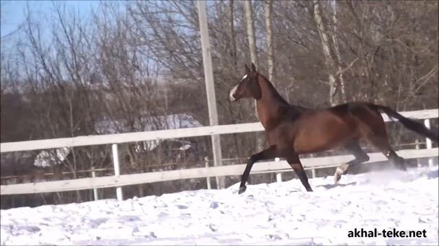 Akhal-teke stallion AMANKLYCH смотреть онлайн