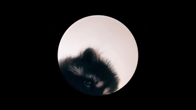 PEDRO PEDRO PEDRO (1 hour) смотреть онлайн