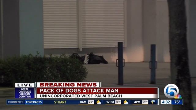 Pit bulls attack homeless man; 1 dog killed смотреть онлайн