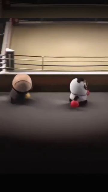 cute panda is boxing 🥊🥊🥊😘😘😜😜😜💖💖🙏🙏🙏 please like and subscribe #NS unique status #shorts смотреть онлайн