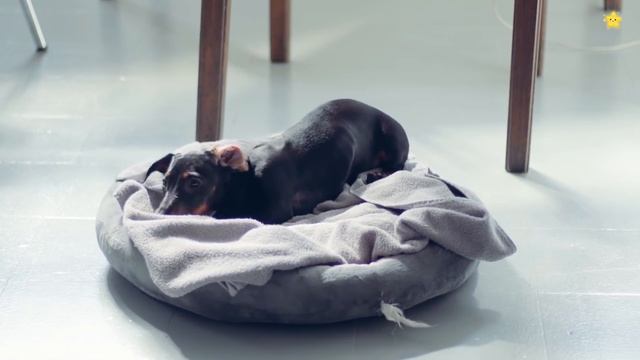 Звуки животных для самых маленьких - Развивающие мультики для детей - Как говорят животные