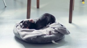 Звуки животных для самых маленьких - Развивающие мультики для детей - Как говорят животные