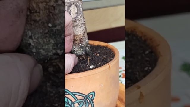 √3 фикус 112 Бенджамина (Бонсай)