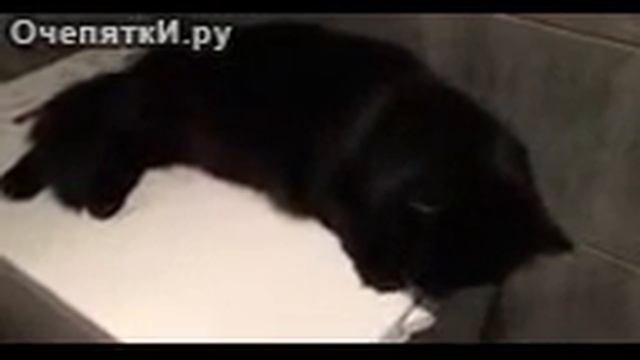 Кот на стиралке смотреть онлайн