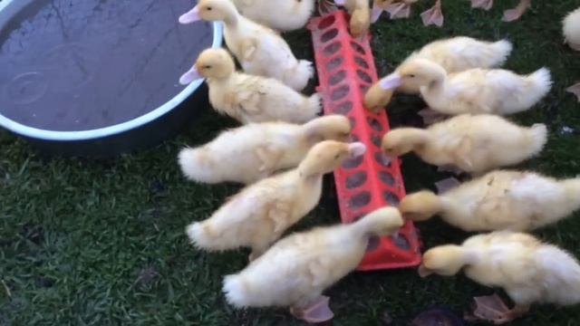 The Duck Chronicles Episode Fifteen – Paddock Shift About to be Seen смотреть онлайн