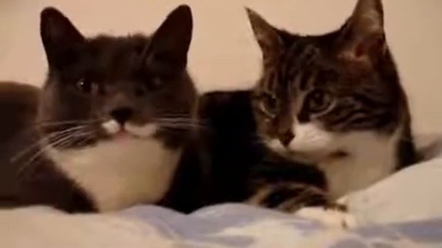 Разговорчики котов 18+ +100500 смотреть онлайн