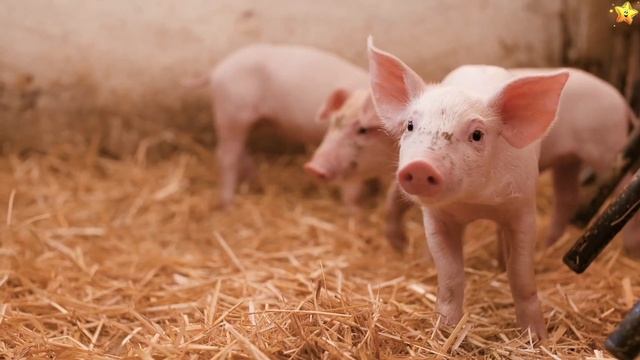 Домашние животныеВикторина для малышей - Развивающие мультики для детей смотреть онлайн