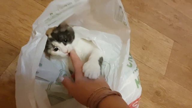 Что водится в целлофанновых пакетах. Котёнок проверяет. смотреть онлайн