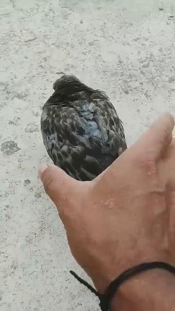 How to catch pigeon in hand ✋#pigeons#shorts смотреть онлайн