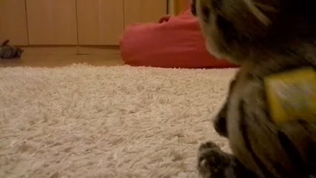 БОЛЬШОЙ Vlog. 3 и последняя часть. Пробуем пюре. Играю с малышами. Наш вечер. Потеря мяча( смотреть онлайн