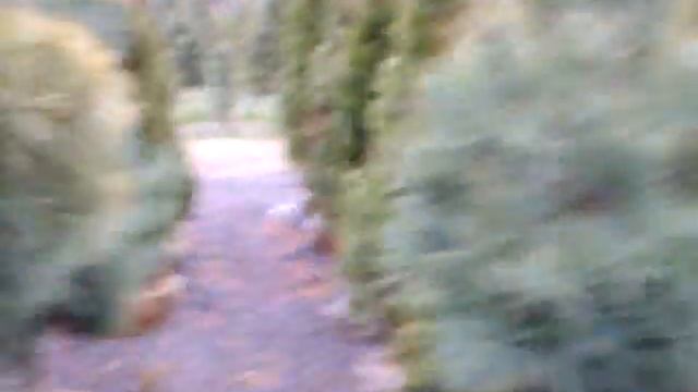 Yardley Pa Tree Farm Delivers and Plants смотреть онлайн