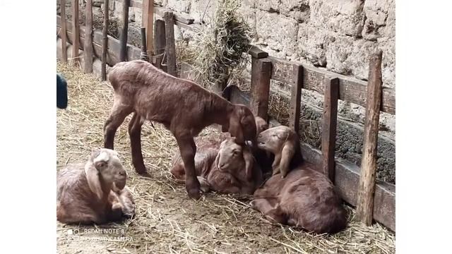 гиссарские ягнята окот 2021/АРАШАН смотреть онлайн