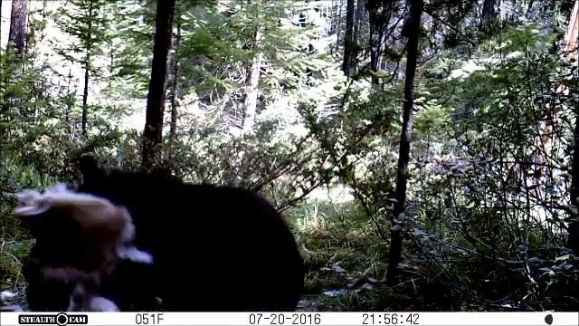 Kamloops Bear vs. Lawn Ornament "part deux" смотреть онлайн