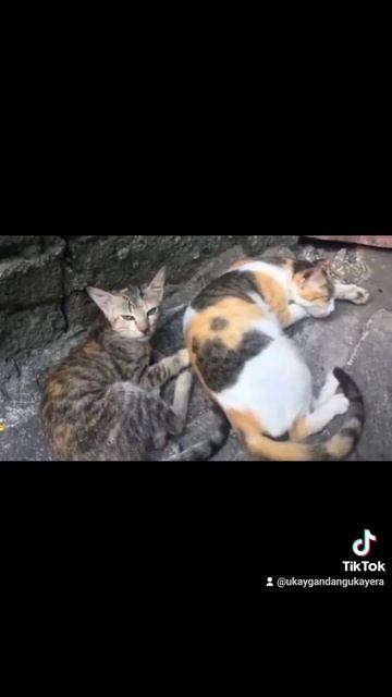 Dr. 3hield Dewormer смотреть онлайн