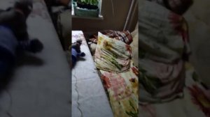 Правила игрушек мульти-пульти