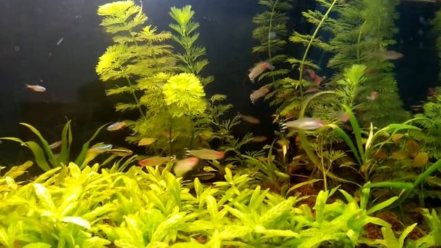 Discus fish tank setup with tetra fish смотреть онлайн