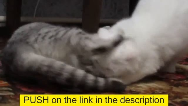 Две кошки сходят с ума смотреть онлайн