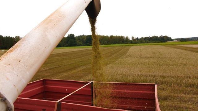 Todellista työskentelyä | Rostselmash Nova 330 | Ojakkalassa puimassa kosteaa kauraa смотреть онлайн