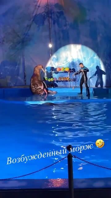 #приколы#животные #топ #смех #дельфинарий смотреть онлайн