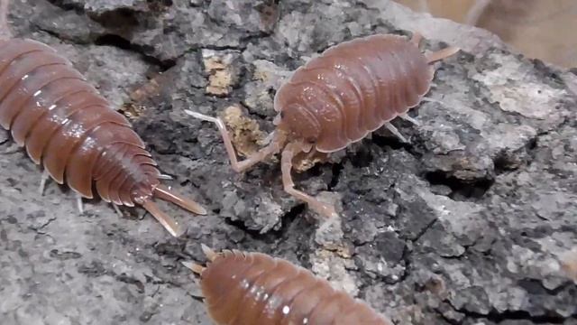 【外国産ワラジムシ】マグニフィクスオオワラジムシ Porcellio magnificus 01 смотреть онлайн