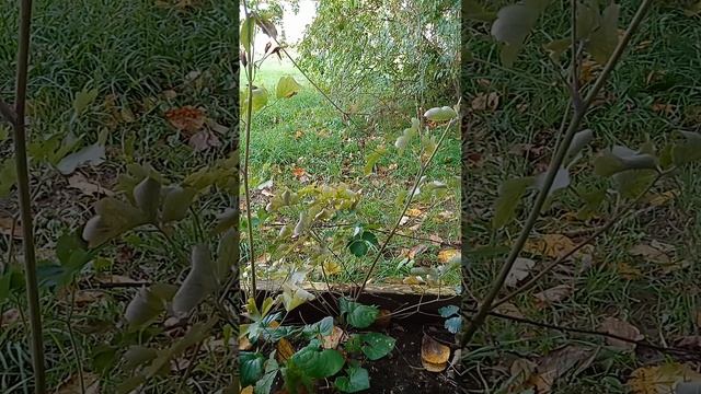 @deham4ik смотреть онлайн