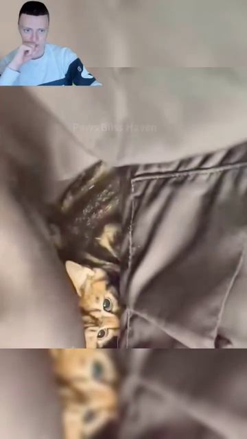 Изуродованная кошка пыталась спрятаться от человека😥🤧#шортс смотреть онлайн