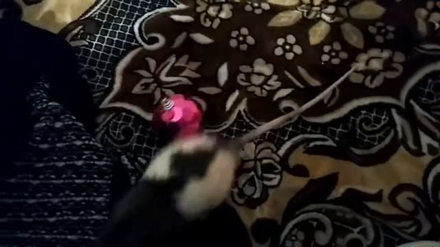 Крыска играет с мячом смотреть онлайн