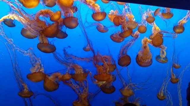 Monterey Aquarium 2017 смотреть онлайн