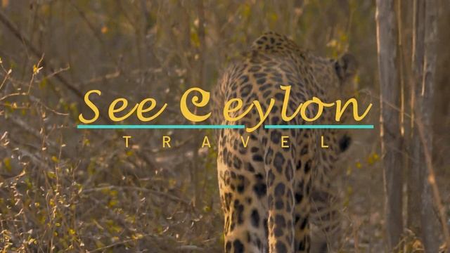 see ceylon - leopard смотреть онлайн
