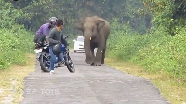 Membersihkan mainan bebek gajah harimau mobil tembakan bus tayo kereta topeng momo handphone kulkas смотреть онлайн