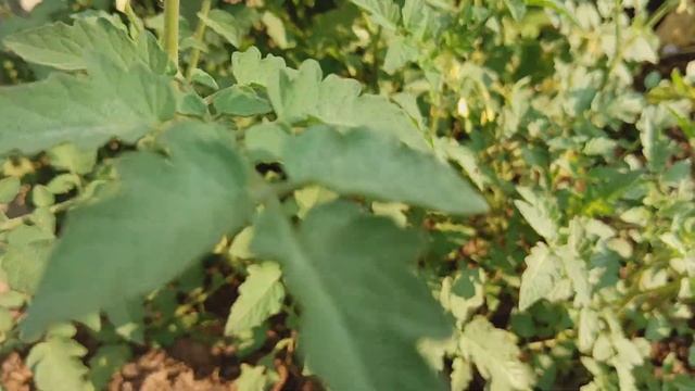 Video on Google camera смотреть онлайн