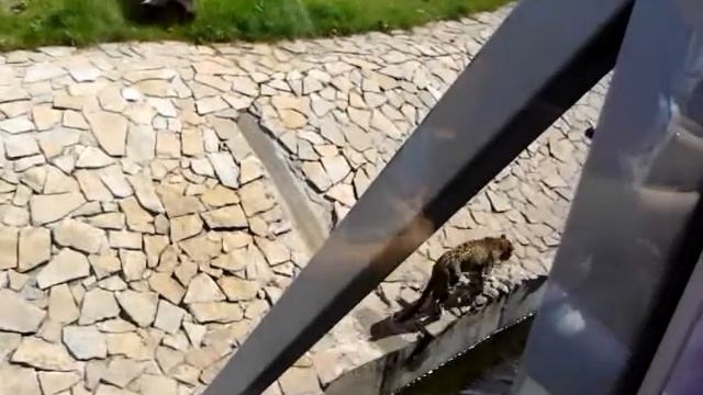 Живой леопард смотреть онлайн