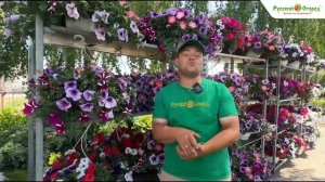 ГДЕ МОИ ПОЛОСОЧКИ? Почему петунии меняют окраску и другие вопросы.