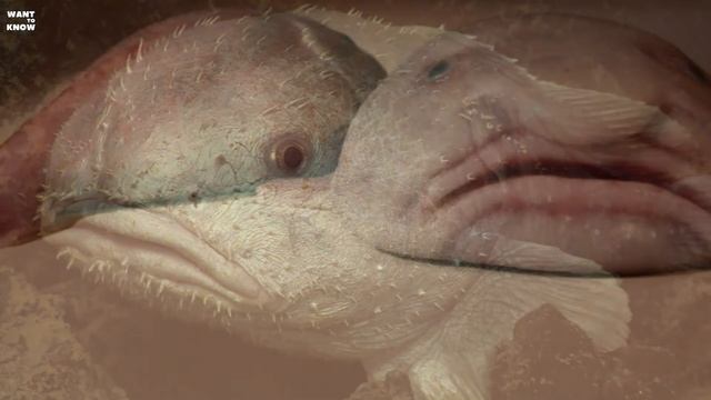 Blobfish, Australian bullhead, toad fish (Blobfish - Psychrolutes marcidus) смотреть онлайн