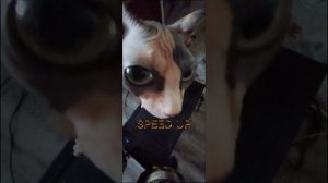 Черные Глаза//1Час