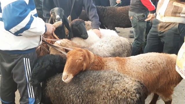 Фаргона В РИШТОН Мол Бозори. | Fargona V RISHTON Mol bozori. смотреть онлайн