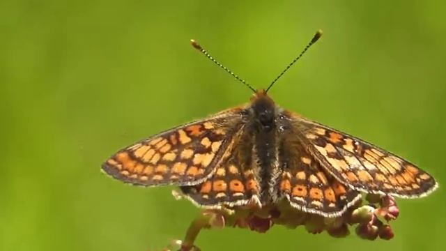 Marsh Fritillary "Guide To British Butterflies" смотреть онлайн