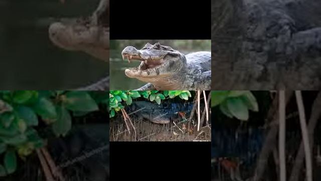 Flora and fauna in Goa смотреть онлайн