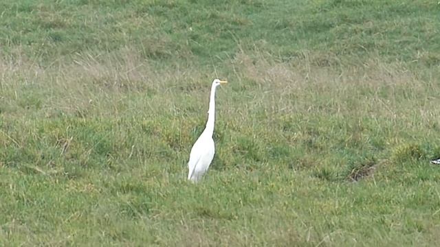 Great White Egret (HD) - Grande aigrette - Grote zilverreiger (Ardea alba) смотреть онлайн
