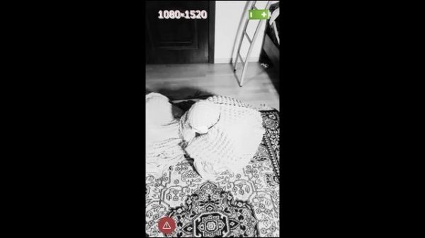 два снюсоеда в комнате на 24 часа (1 часть)