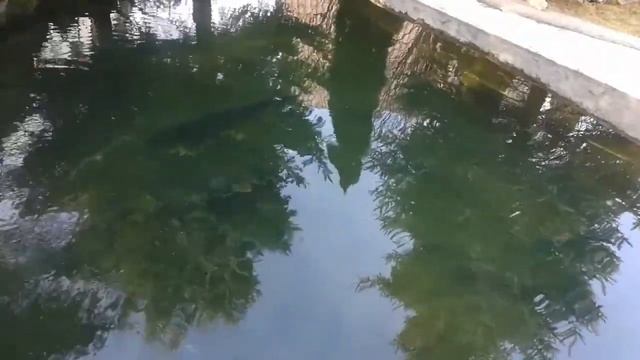 Iazul cu sturioni смотреть онлайн