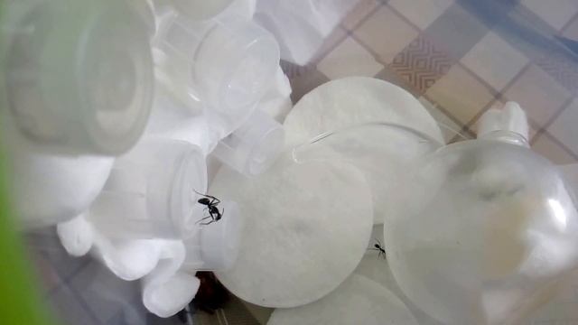 C. parius - сладкая кормушка. смотреть онлайн