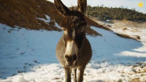 3D Домашние животные для самых маленьких. Звуки животных для детей. Учим домашних животных